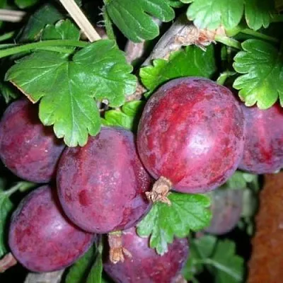 Крыжовник КОЛОБОК  Крыжовник КОЛОБОК в Оренбурге