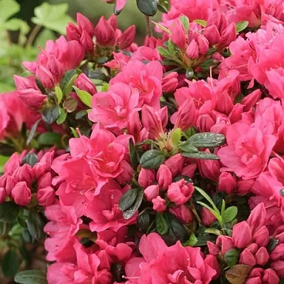 Азалия  Азалия в Оренбурге