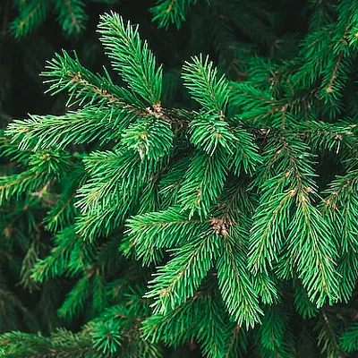 Ель в Оренбурге