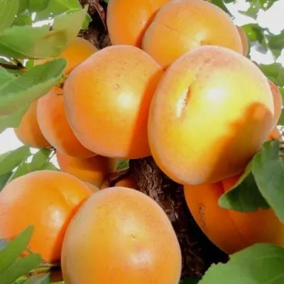Абрикос ДЕСЕРТНЫЙ — описание сорта Абрикос ДЕСЕРТНЫЙ в Оренбурге