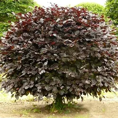 Бук лесной АТРОПУНИЦЕА  Бук лесной АТРОПУНИЦЕА в Оренбурге