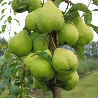 Груша ДЕКОР колонновидная в Оренбурге