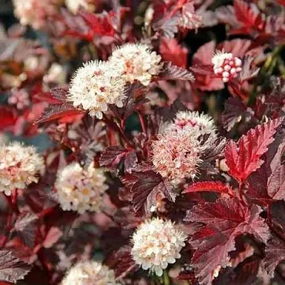 Пузыреплодник ЛЕДИ ИН РЕД в Оренбурге