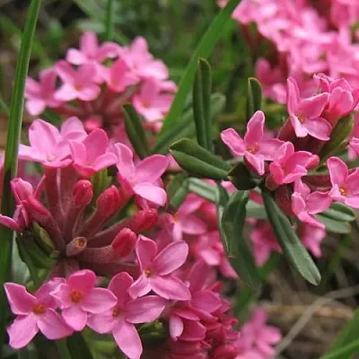 Волчеягодник  Волчеягодник в Оренбурге