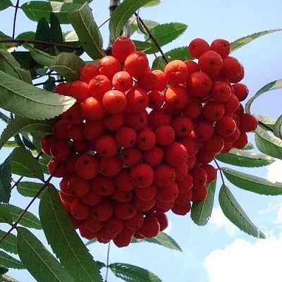 Рябина САХАРНАЯ ПЕТРОВА сладкоплодная в Оренбурге