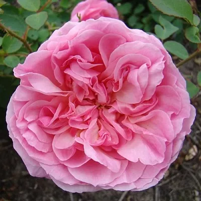 Саженцы роз ХАЙДИ ХОЛЛ английская  Саженцы роз ХАЙДИ ХОЛЛ английская в Оренбурге