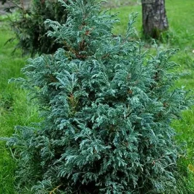 Кипарисовик БЕБИ БЛЮ горохоплодный — описание сорта Кипарисовик БЕБИ БЛЮ горохоплодный в Оренбурге