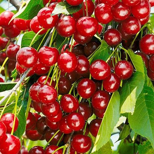 Вишня БРУСНИЦЫНА степная в Оренбурге