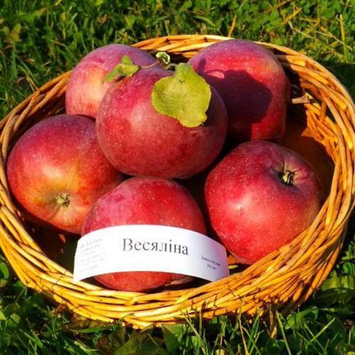 Яблоня ВЕСЯЛИНА в Оренбурге