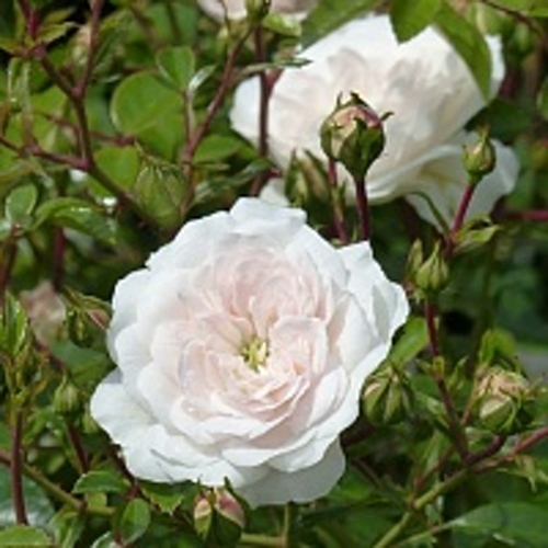 Роза СВАНИ почвопокровная в Оренбурге
