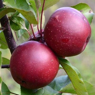 Яблоня красномясая в Оренбурге