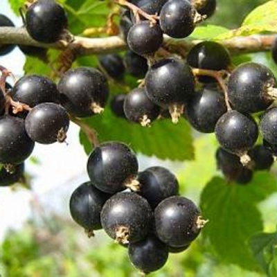 Смородина черная АЖУРНАЯ в Оренбурге