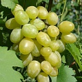 Виноград в Оренбурге