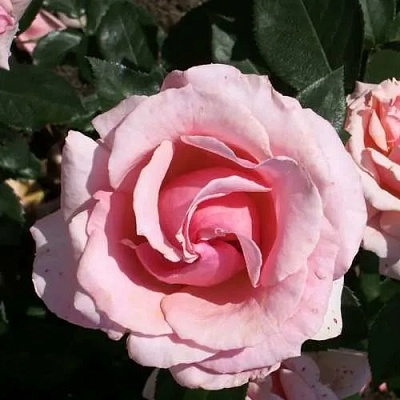 Роза ПОЭЗИЯ флорибунда в Оренбурге