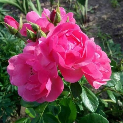 Роза АНГЕЛА флорибунда в Оренбурге