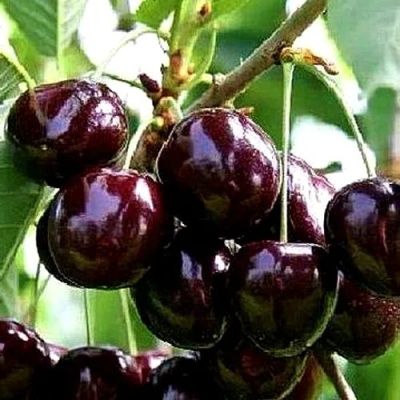 Черешня ДОНЕЦКИЙ УГОЛЁК в Оренбурге