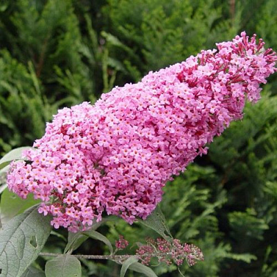 Буддлея давида ПИНК ДЕЛАЙТ в Оренбурге