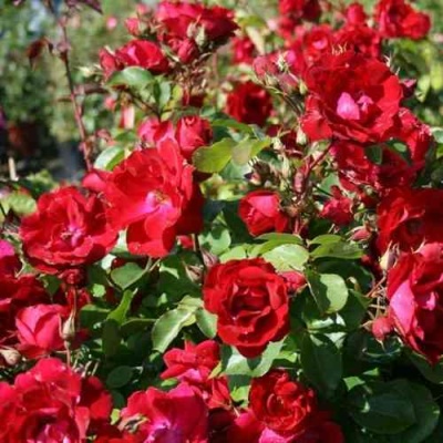 Роза ЧАМПЛЕЙН флорибунда в Оренбурге