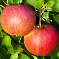 Яблоня Яблоня в Оренбурге