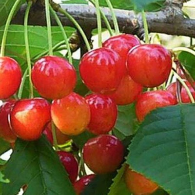Черешня ДОНЧАНКА в Оренбурге