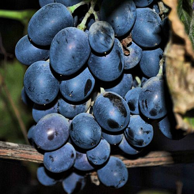 Синий в Оренбурге