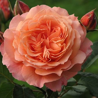Роза шраб в Оренбурге