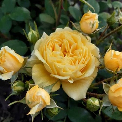 Роза флорибунда в Оренбурге