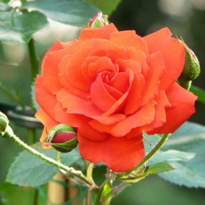 Роза АНЖЕЛИКА чайно-гибридная  в Оренбурге