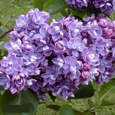 Сирень АМИ ШОТТ в Оренбурге
