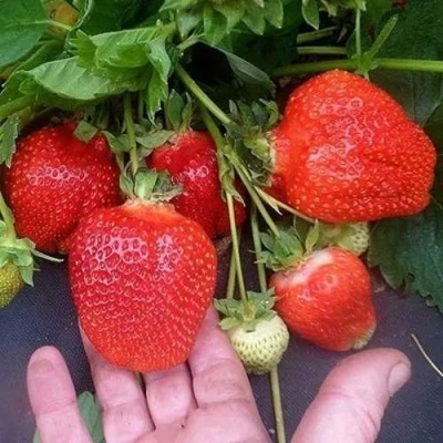 Клубника АЗИЯ в Оренбурге