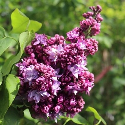 Сирень МАРШАЛ МАЛИНОВСКИЙ в Оренбурге