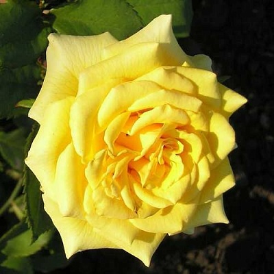 Роза ЛАНДОРА чайно-гибридная  в Оренбурге