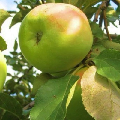 Яблоня ИКША колонновидная в Оренбурге
