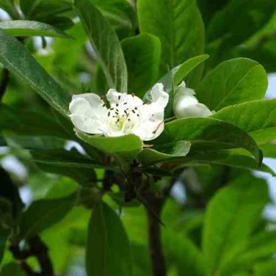 МУШМУЛА  в Оренбурге