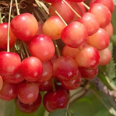 Черешня ЮЛИЯ в Оренбурге
