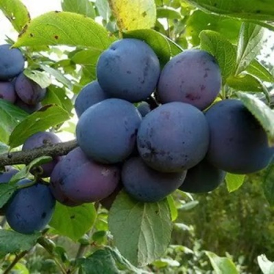 Слива КРОМАНЬ в Оренбурге