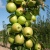 Яблоня БОЛЕРО колонновидная в Оренбурге