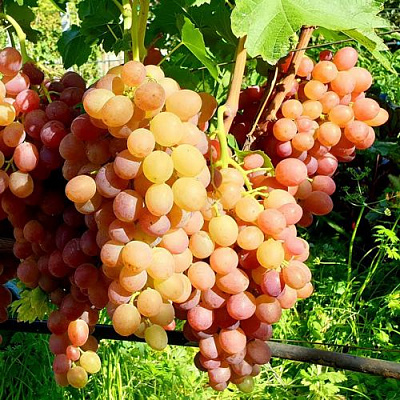 Сладкий в Оренбурге