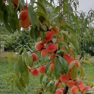 Персик ВУЛКАН в Оренбурге