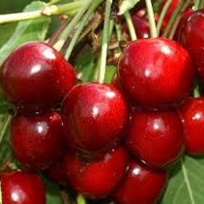 Черешня МИНЧАНКА в Оренбурге