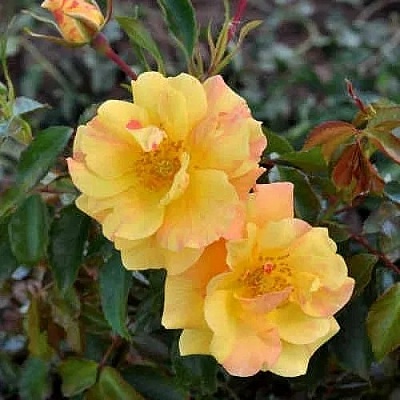 Роза АНГЕЛИНА ФРЕСКА флорибунда  в Оренбурге