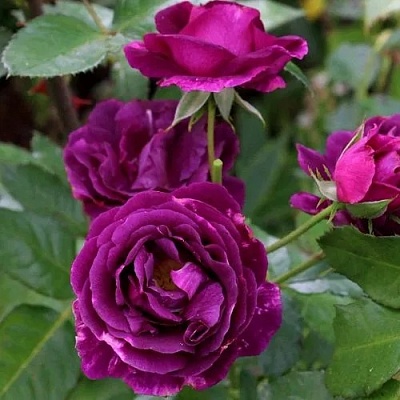 Роза МИСТЕРЬЕЗ флорибунда  в Оренбурге
