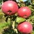Яблоня ВАЛЮТА колонновидная в Оренбурге