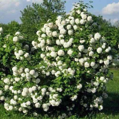 Калина БУЛЬДЕНЕЖ в Оренбурге
