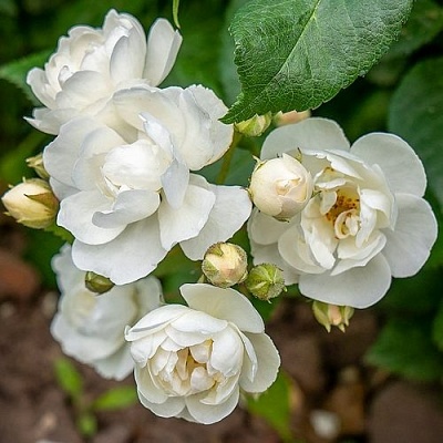Роза ВАТЕРЛОО мускусная в Оренбурге