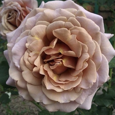 Роза КОКО ЛОКО флорибунда  в Оренбурге
