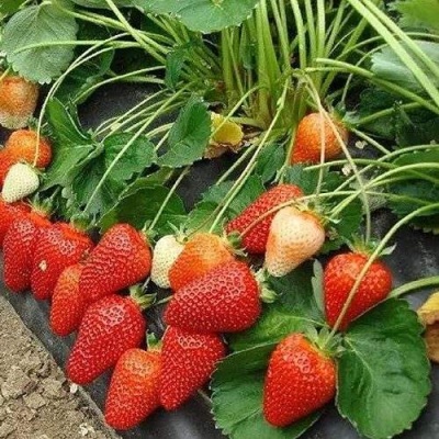 Клубника РОКСАНА в Оренбурге