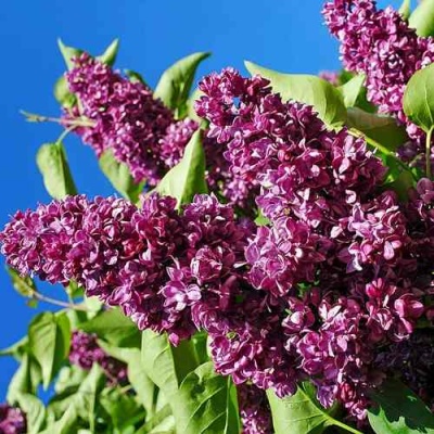Сирень ЧАРЛЬЗ ДЖОЛИ в Оренбурге