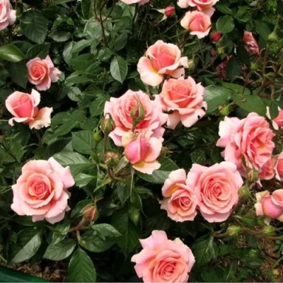 Роза ПОЭЗИЯ флорибунда в Оренбурге