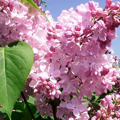 Сирень АДЕЛИНА в Оренбурге